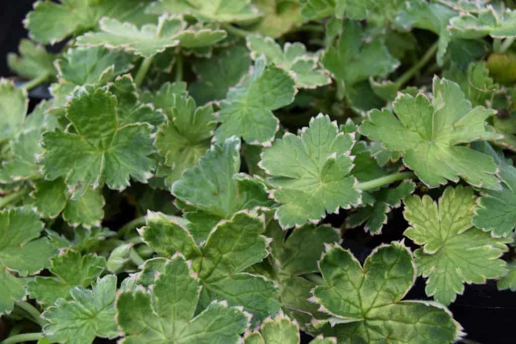 Geranium Dreamland ---